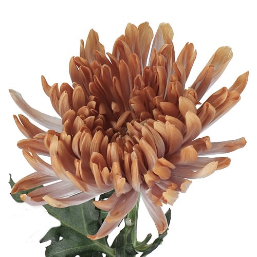 CHRYSANT SGL. ANTONOV DYED LATTE