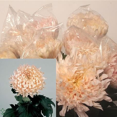 CHRYSANT SGL. AVIGNON