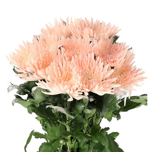 CHRYSANT SGL. BABY SOFT ORANGE