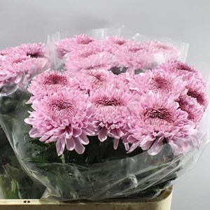 CHRYSANT SGL. BAVENO