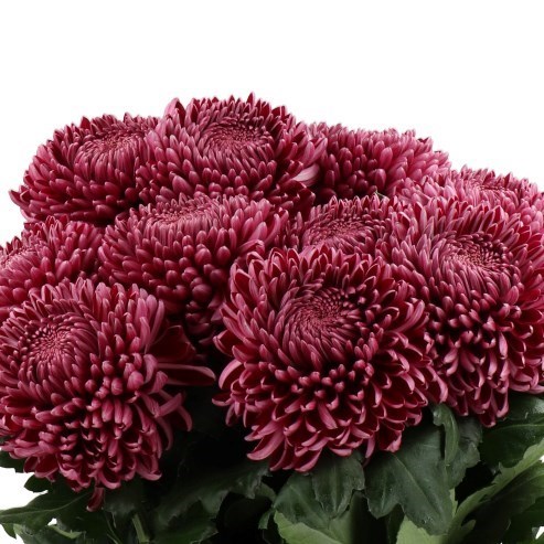 CHRYSANT SGL. BIGOUDI PURPLE