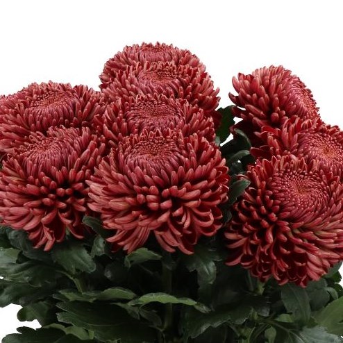 CHRYSANT SGL. BIGOUDI RED