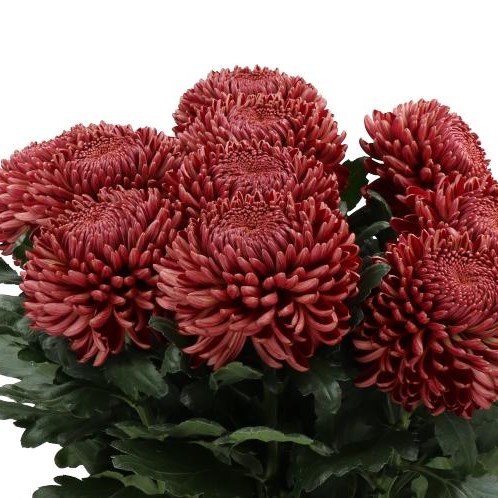 CHRYSANT SGL. BIGOUDI RED