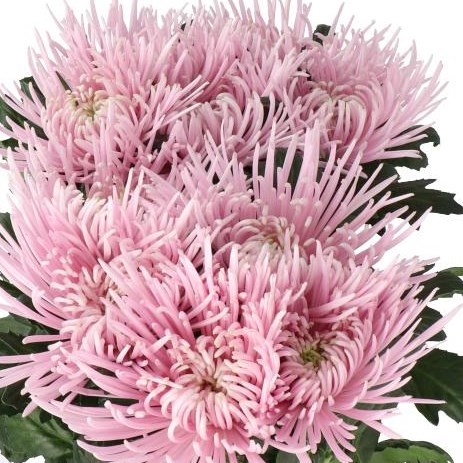 CHRYSANT SGL. CAPRIOOL