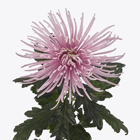 CHRYSANT SGL. CAPRIOOL