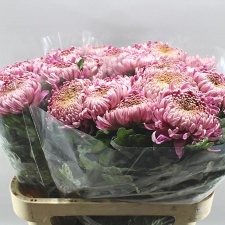 CHRYSANT SGL. CASSANDRA