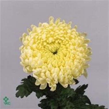 CHRYSANT SGL. CREAMIST
