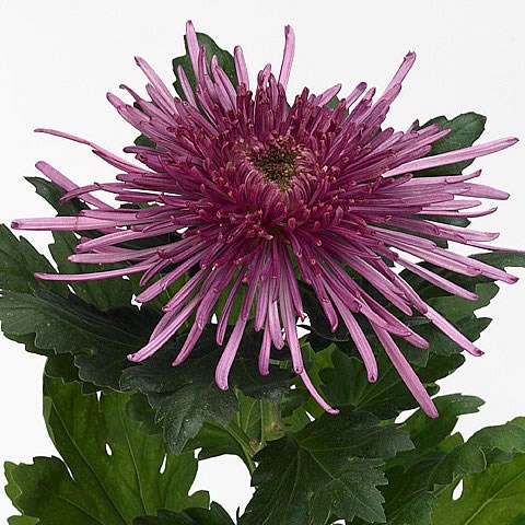 CHRYSANT SGL. ELBRUS DARK