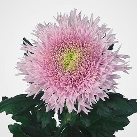 CHRYSANT SGL. ETRUSKO