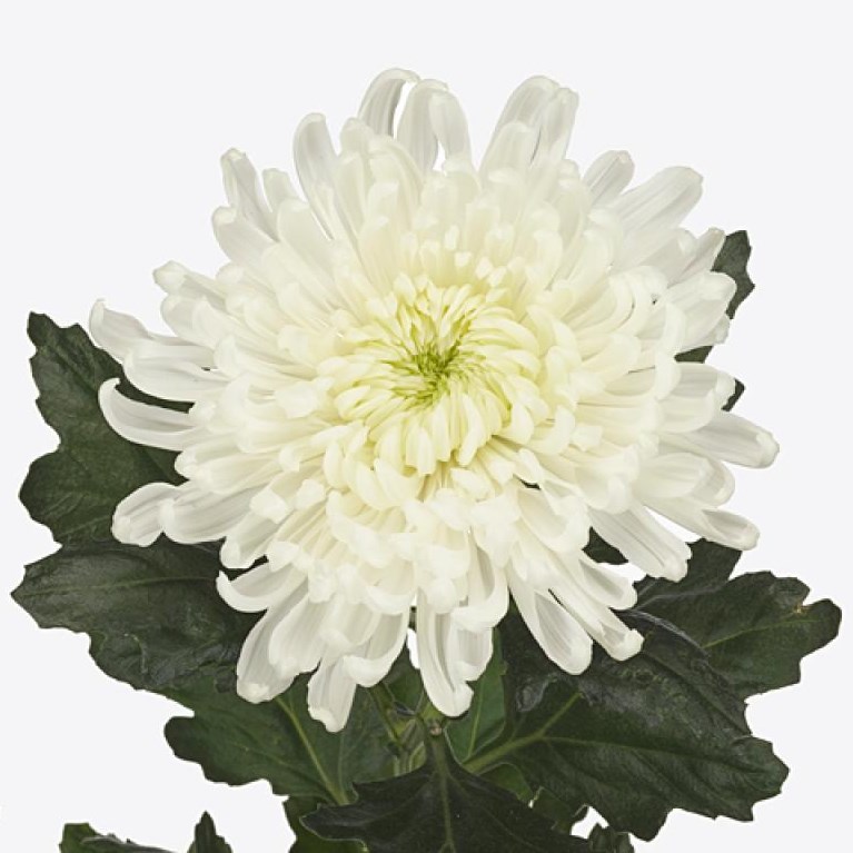 CHRYSANT SGL. FALCON