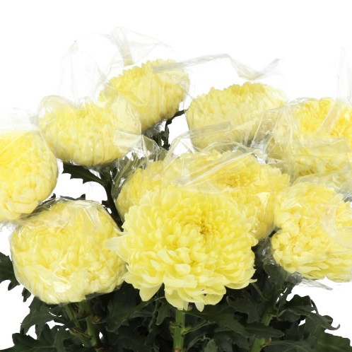 CHRYSANT SGL. FRED SHOESMITH