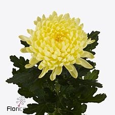 CHRYSANT SGL. GAGARIN LUNAR