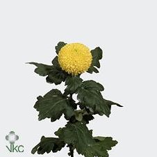 CHRYSANT SGL. GOLDEN PING PONG