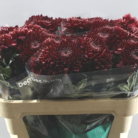 CHRYSANT SGL. GRAN RESERVA