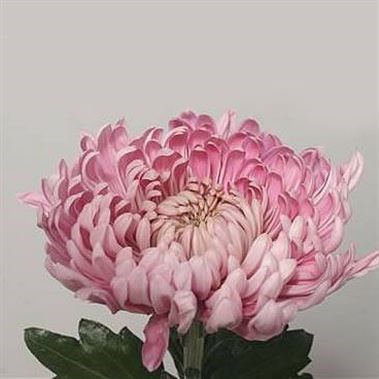 CHRYSANT SGL. HOLIDAY