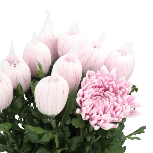 CHRYSANT SGL. HONEYMOON