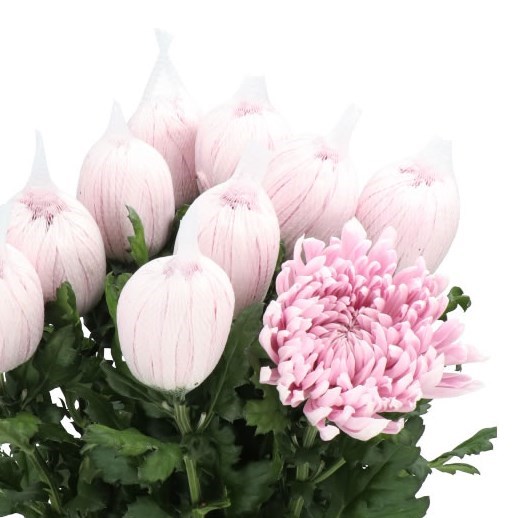 CHRYSANT SGL. HONEYMOON