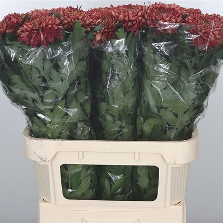 CHRYSANT SGL. HORNBILL SALMON