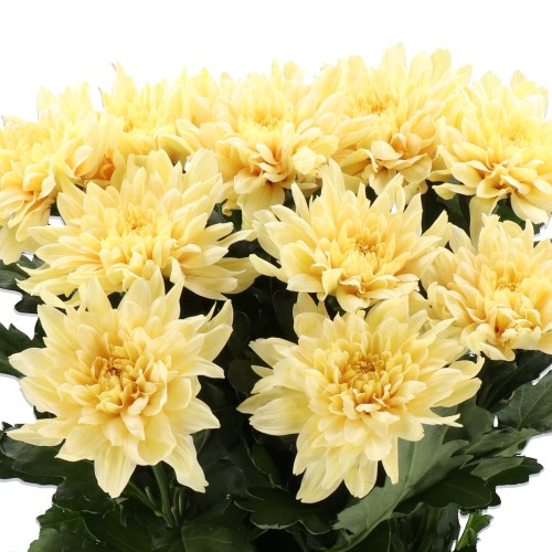 CHRYSANT SGL. KALIMBA PEACH