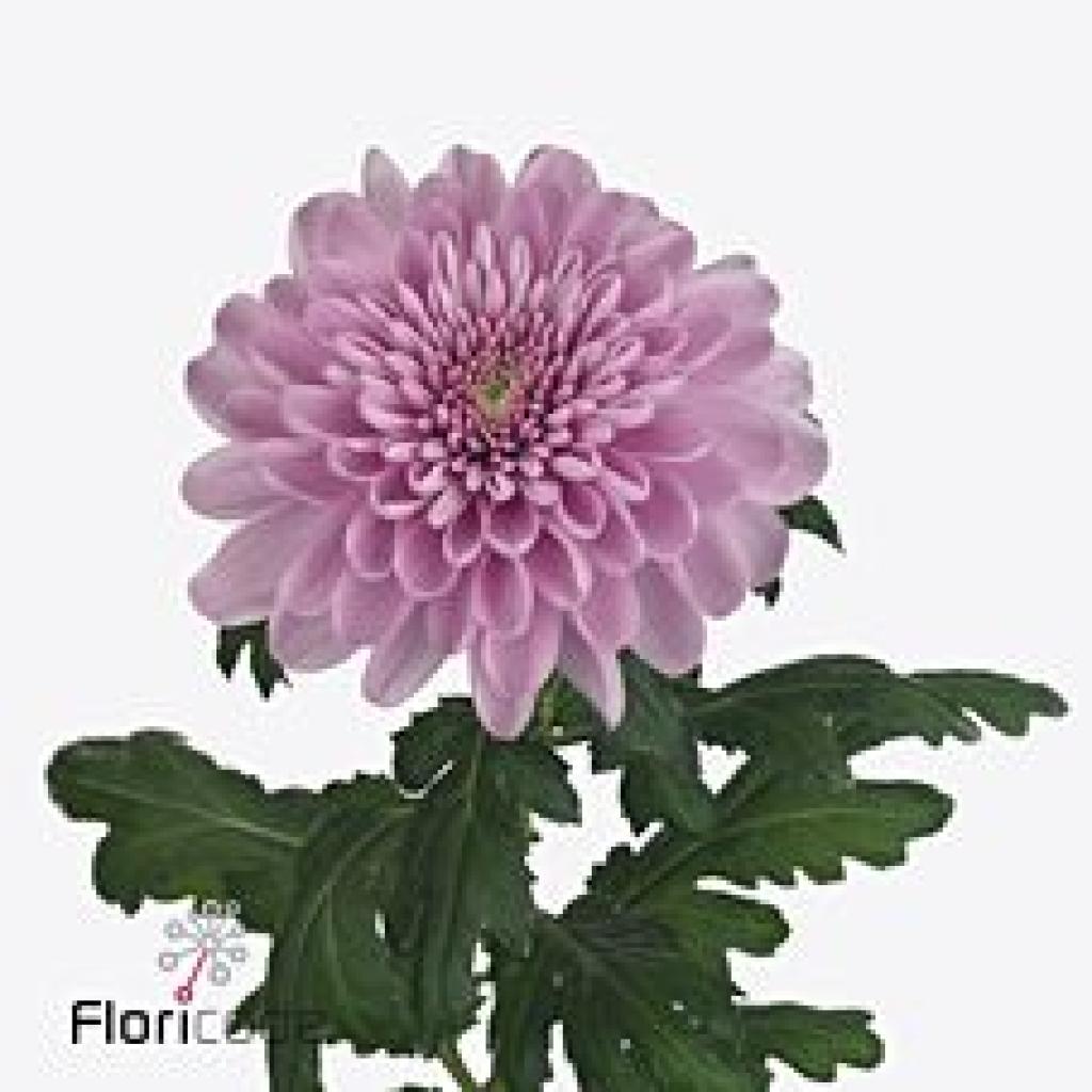 CHRYSANT SGL. KSENIA