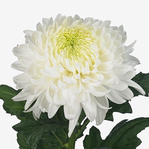 CHRYSANT SGL. MAGNUM