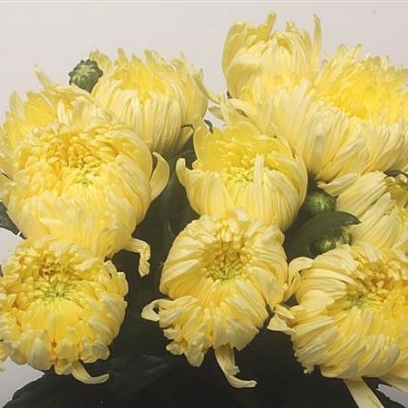 CHRYSANT SGL. MAGNUM YELLOW