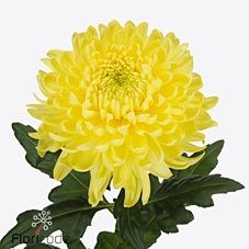 CHRYSANT SGL. MAGNUM YELLOW
