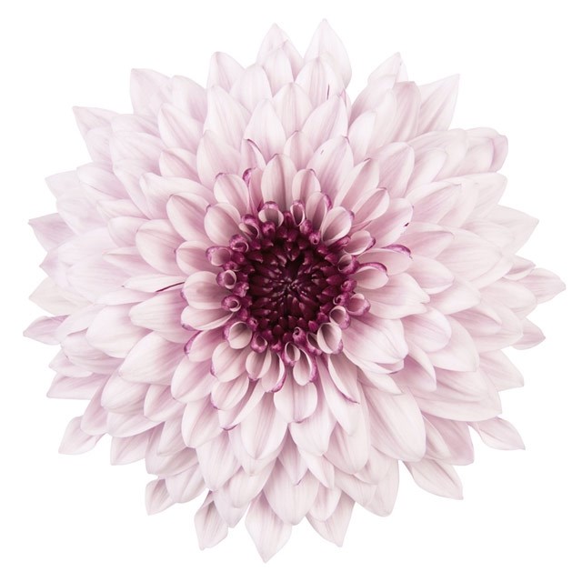 CHRYSANT SGL. PIP PRETTY