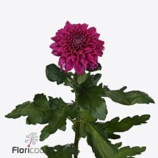 CHRYSANT SGL. PIP PURPLE