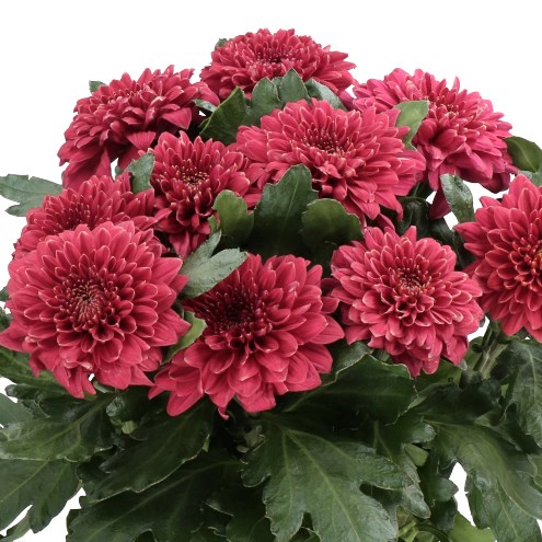 CHRYSANT SGL PIP RED