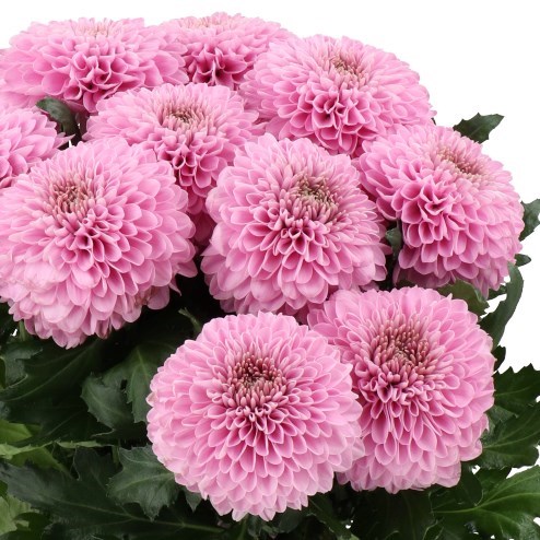 CHRYSANT SGL. PLAYTIME