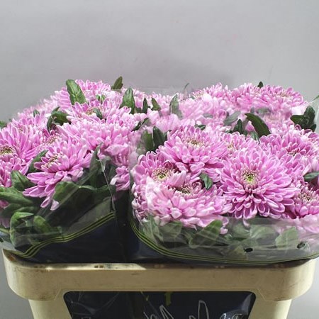 CHRYSANT SGL. ROSANNE DARK