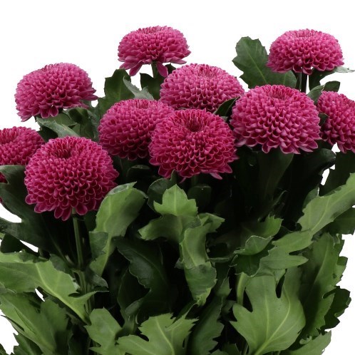 CHRYSANT SGL. ROXO