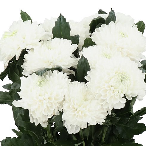 CHRYSANT SGL. SILENT