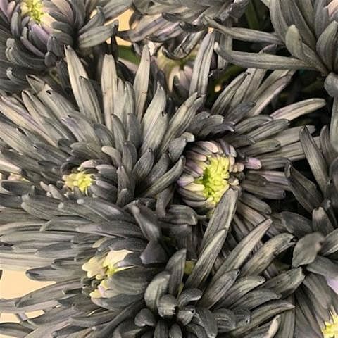 CHRYSANT SGL. TOPSPIN BLACK