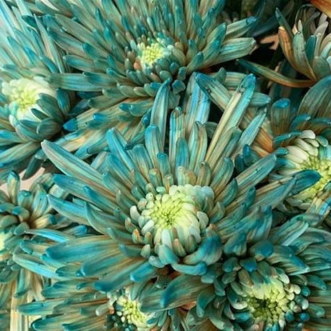 CHRYSANT SGL. TOPSPIN BLUE BAY