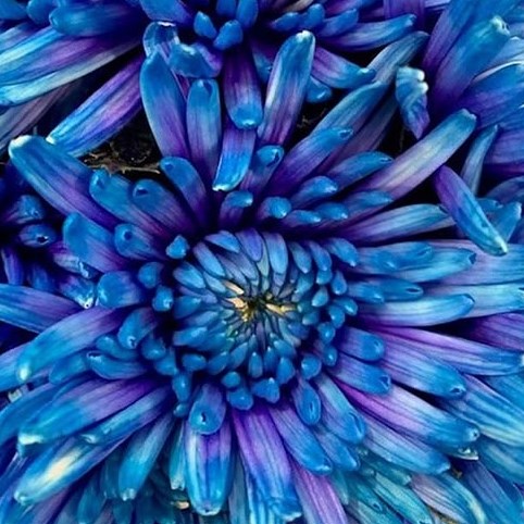CHRYSANT SGL. TOPSPIN BLUE LAGOON