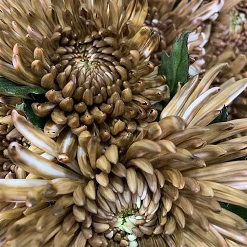 CHRYSANT SGL. TOPSPIN BROWN