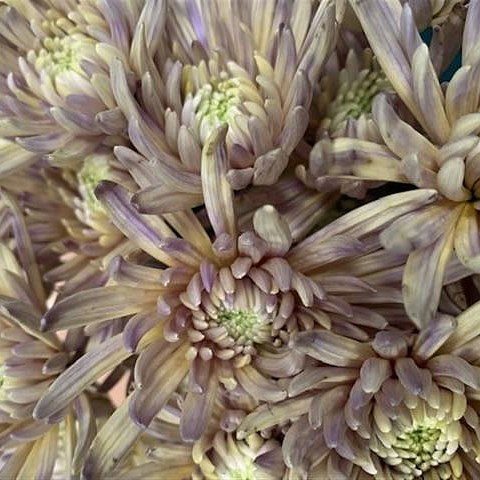 CHRYSANT SGL. TOPSPIN BUTTERFLY