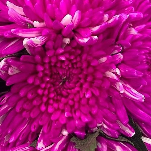CHRYSANT SGL. TOPSPIN CERISE