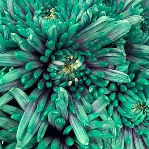 CHRYSANT SGL. TOPSPIN IBIZA