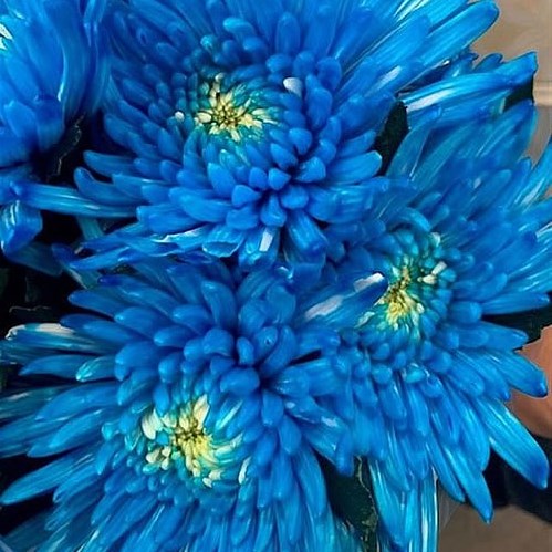 CHRYSANT SGL. TOPSPIN LIGHT BLUE