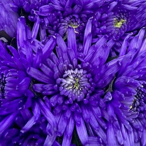 CHRYSANT SGL. TOPSPIN LILAC