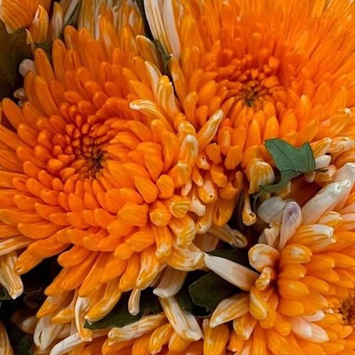 CHRYSANT SGL. TOPSPIN ORANGE