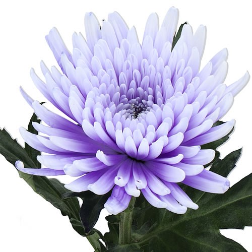 CHRYSANT SGL. TOPSPIN PASTEL LILAC