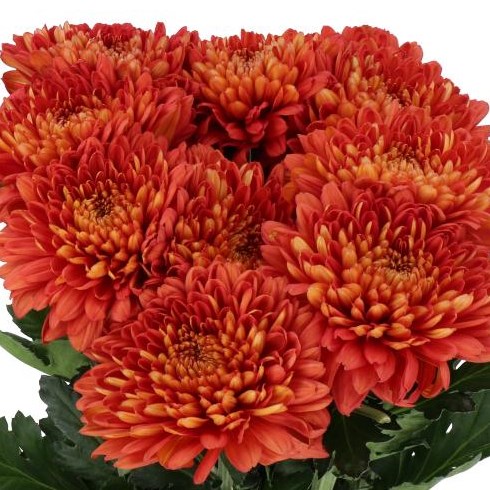CHRYSANT SGL. TUSCA