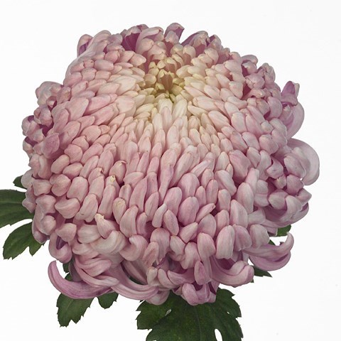 CHRYSANT SGL. VIENNA