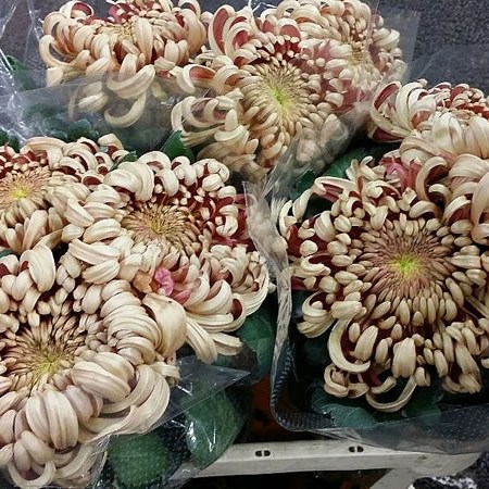 CHRYSANT SGL. VIENNA COPPER 70cm 140gm | Wholesale Dutch Flowers UK