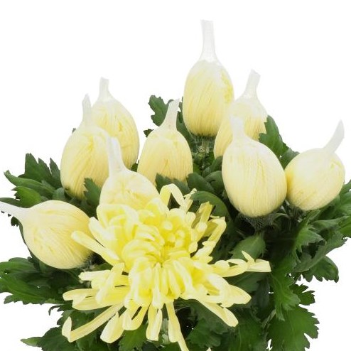 CHRYSANT SGL. VIENNA CREAM
