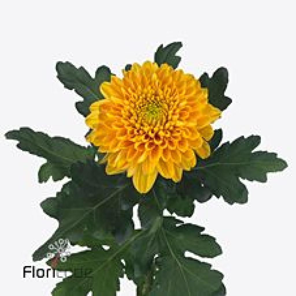 CHRYSANT SGL. WILLEM ORANGE